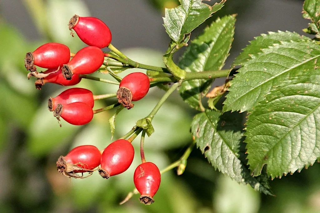 Family Hedgerow Foraging Workshop at Ryton Pools Country Park at Ryton Pools Country Park