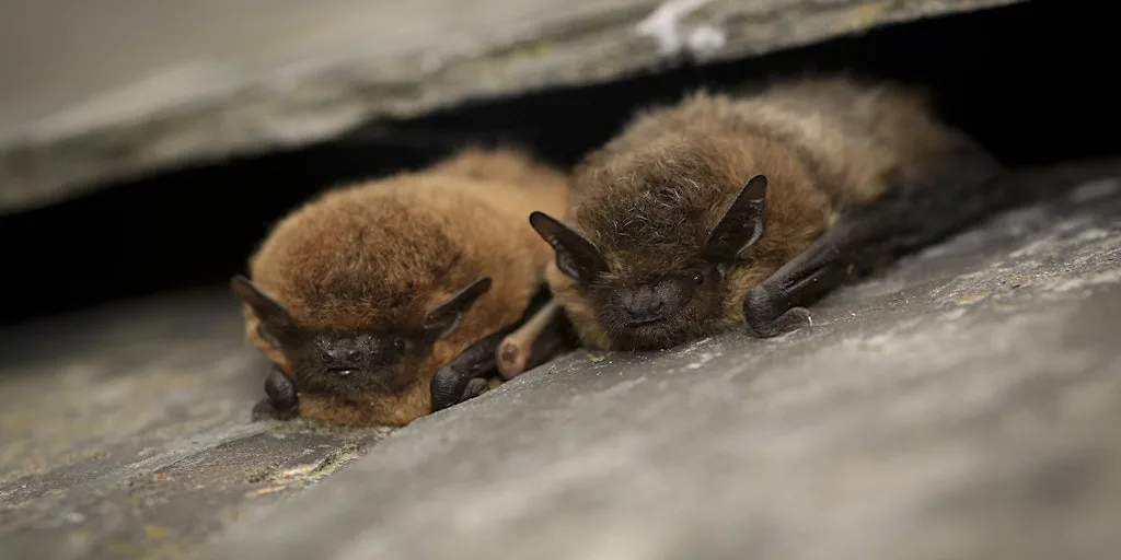 International Bat Night - Great Fen Guided Walk at Woodwalton Fen NNR