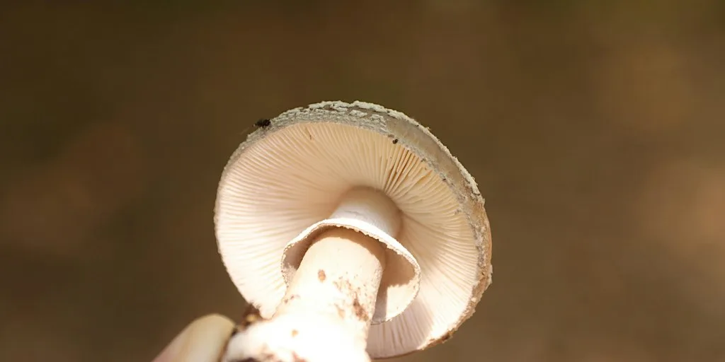 Mushroom Foray at Ladybower, Peak District