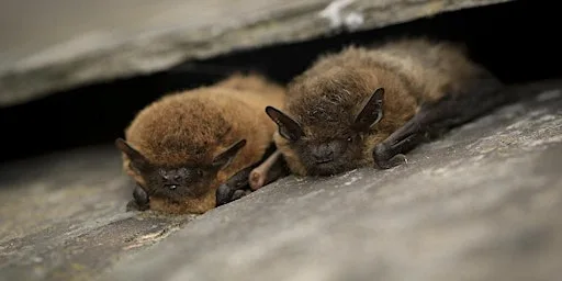 Bat Night with Jean Oudney at Scottish Wildlife Trust - Loch of the Lowes Visitor Centre & Wildlife Reserve