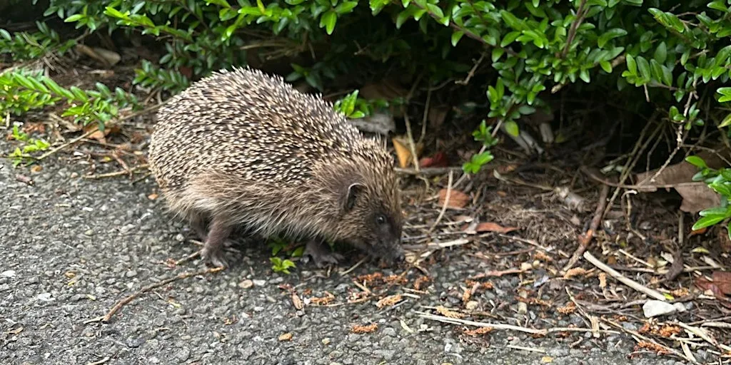 Hedgehog Monitoring Project Forest Farm