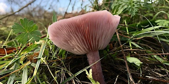 Wellesley Woodland Family Fungi Walk