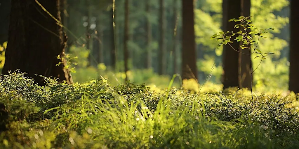 Forest Bathing+ An Introduction at Devil Punch Bowl, Surrey: Numerous dates