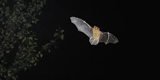 Sunningdale Park Bat Walk at Sunningdale Park SANG Car Park