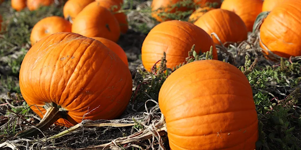 Merrist Wood Pumpkin Patch - PYO at Merrist Wood College