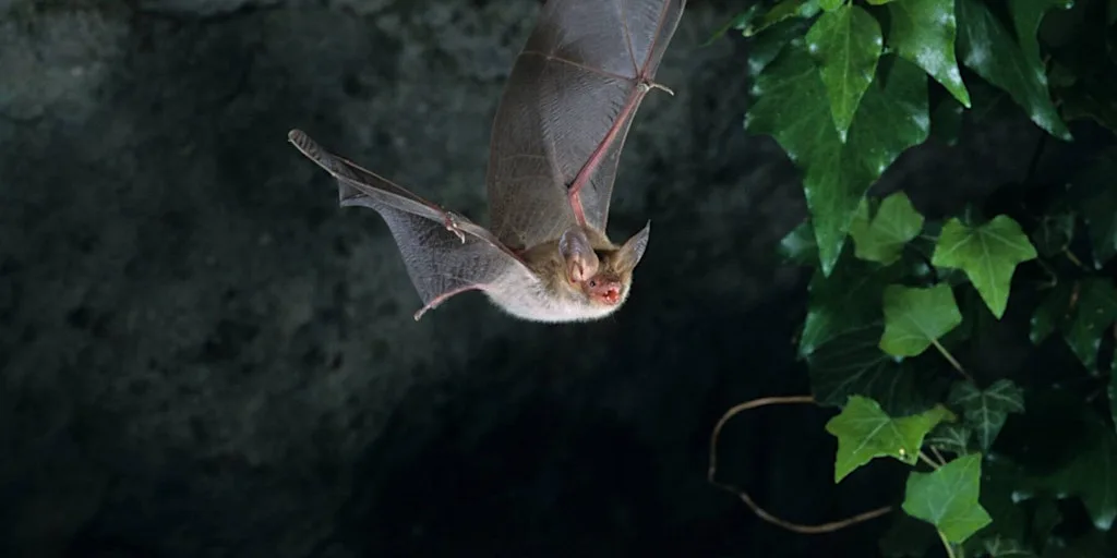 Bat Walk at Broadhurst Park at Broadhurst Clough Broadhurst Park