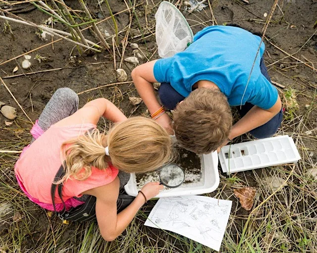 Pond Dipping - Creatures from the Yeading Brook at The Friends of Headstone Manor Park