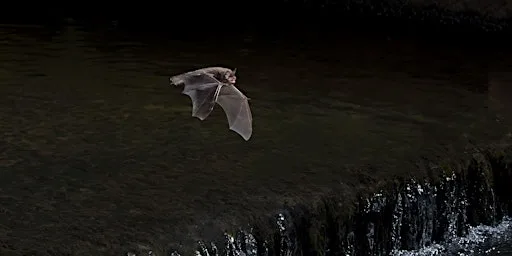 Wild Walk - Bat Walk! at Cossington Meadows