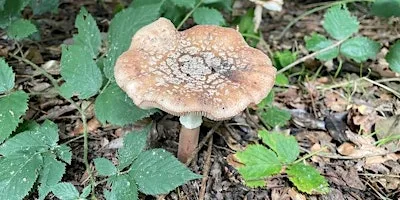Let's talk about fungi: walk and talk (Tunbridge Wells Common) at Upper Pantiles Car Park