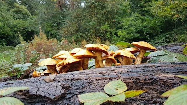 A Fungi Walk in Childwall Woods and Fields at Childwall Woods and Fields