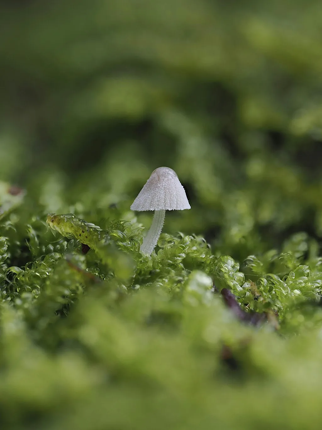Fungi Walks: Citizen Science