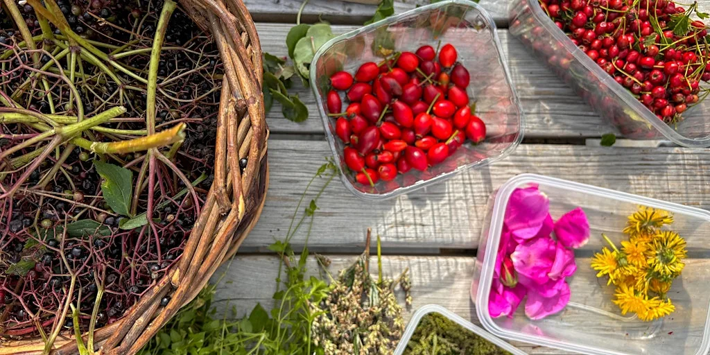“Bountiful Berries” Autumn Forage at Carswell Farm at Carswell Farm Holiday Cottages