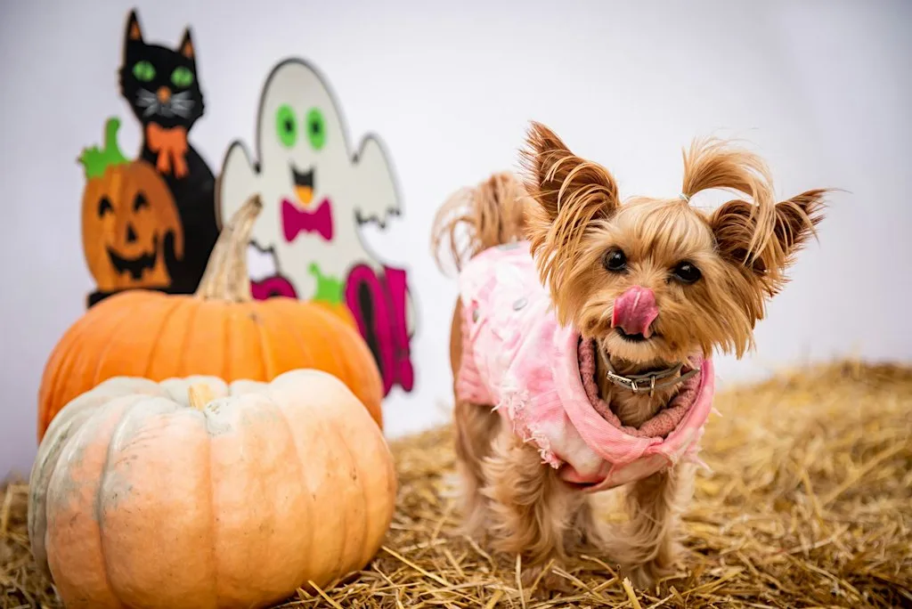 HOWL-O-WEEN DOG COSTUME CAFÉ