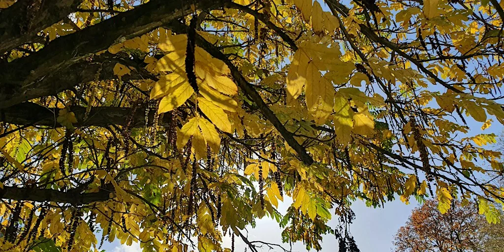 Autumn Forest Bathing Walk in Vogrie Country Park at Vogrie Country Park