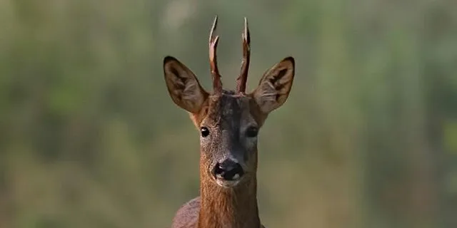Deer Best Practice Workshop: Carcass Handling & Gralloching