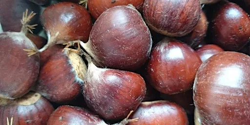 Autumn Forage and Food