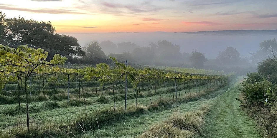 Limeburn Hill Vineyard Tour & Tasting at Limeburn Hill Vineyard