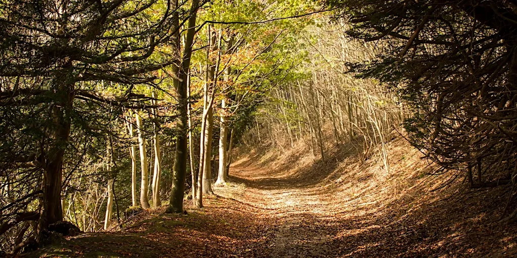Nature & History - Surrey Hills Guided Walking Weekend Break at Farnham