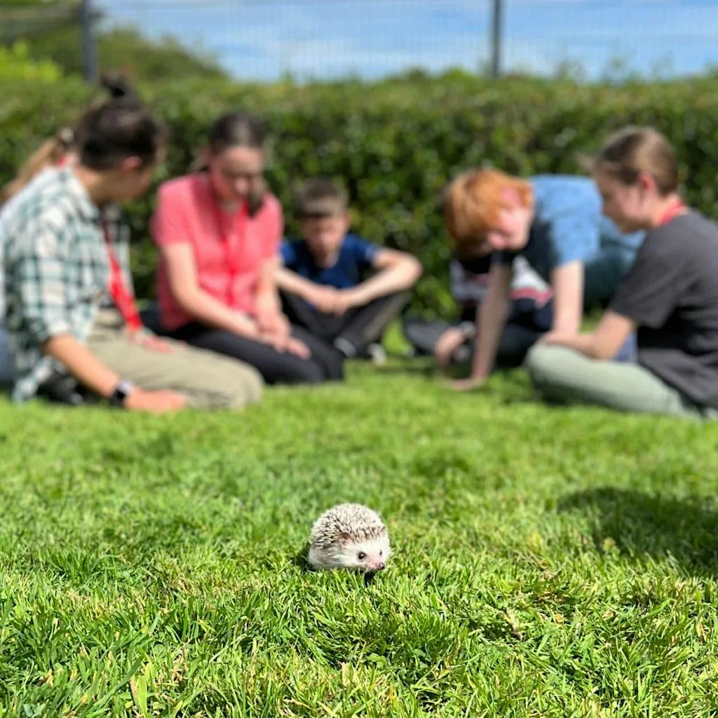 Kids Summer Camp at NSPCA Dublin at NSPCA Dublin