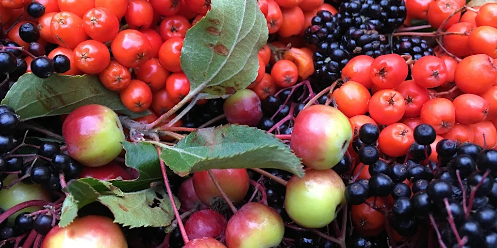 Summer Foraging Course at Cammo Estate