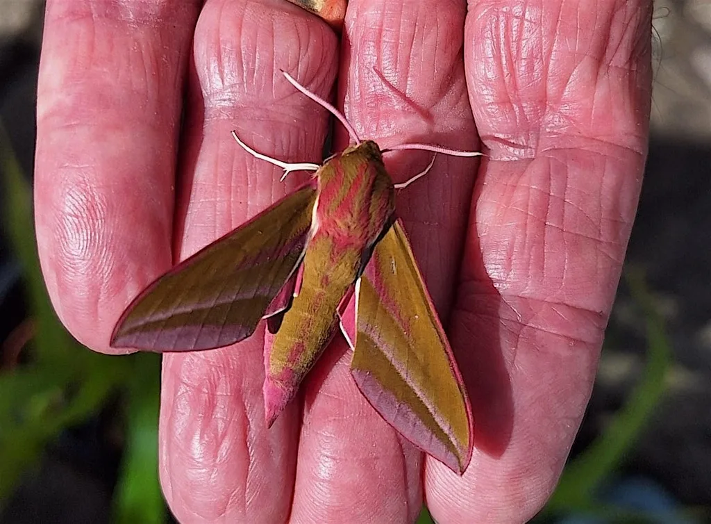 Moth Night in Childwall Woods and Fields at Childwall Lane