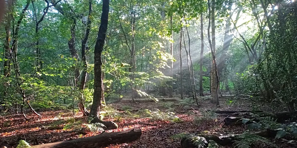 Midwinter Forest Bathing at Frodsham Woods, Cheshire