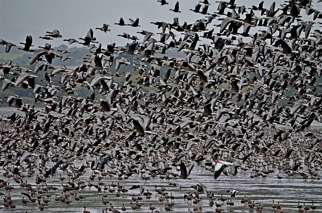 Wild Geese Rising at House of Dun & Montrose Basin Nature Reserve