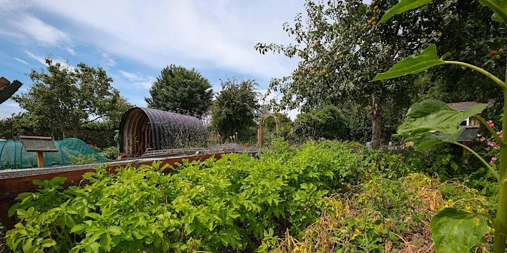 Guided Heritage Tour of St Ann's Allotments at St Ann's Allotments