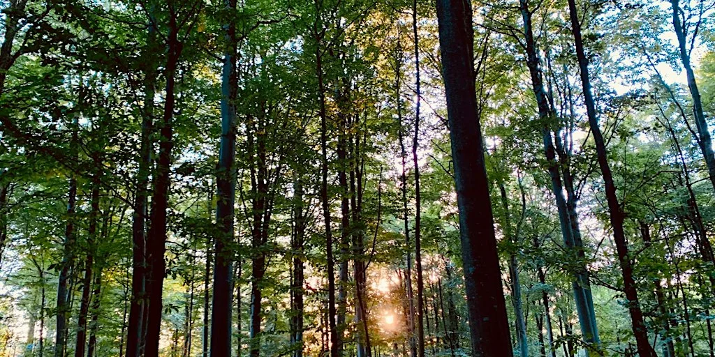 Free Monthly Forest Therapy in Stockwood