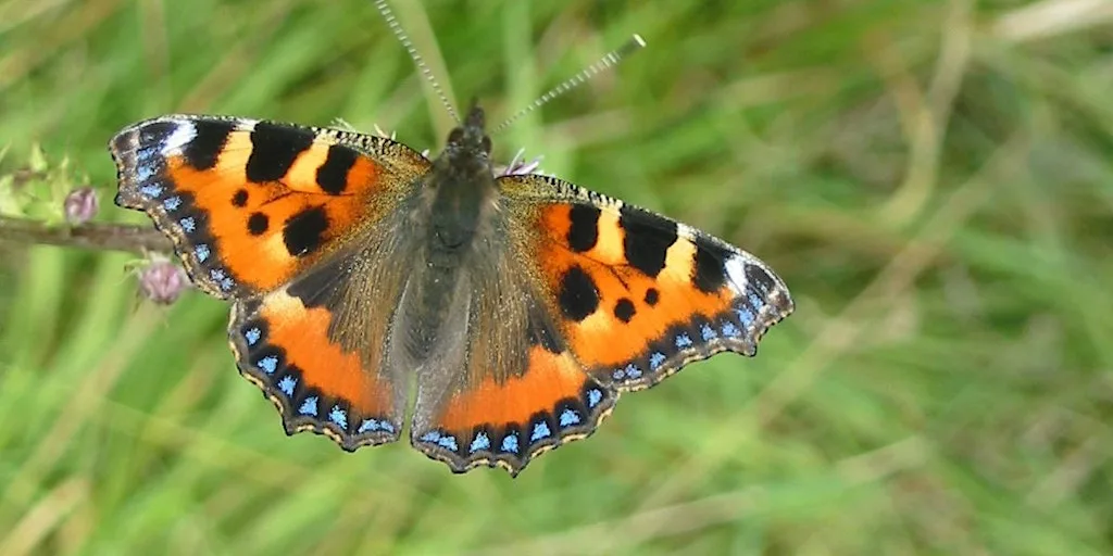 Minibeast hunting at Ryton Pools Country Park at Ryton Pools Country Park
