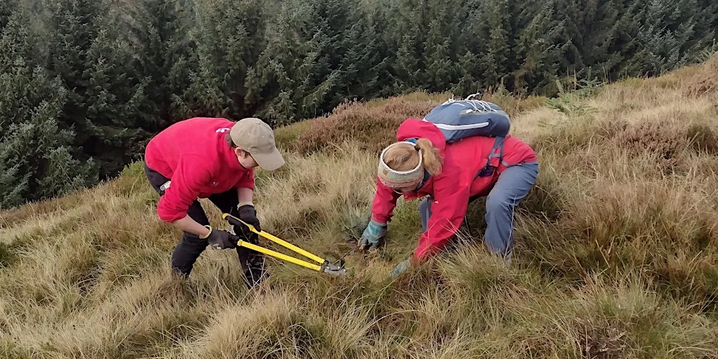 Invasive Species Clearance on Kinder Scout | 18th August