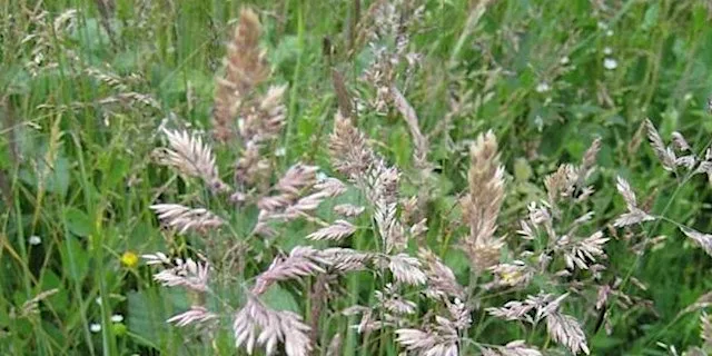 Grasses for Beginners