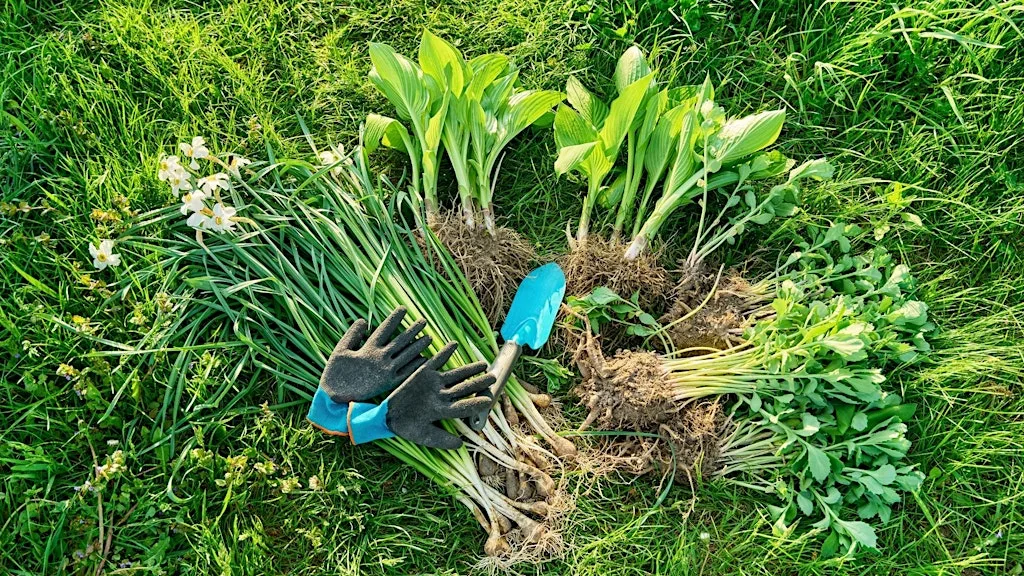 Free Plants! Learn to Divide Herbaceous Perennials