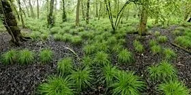 Discover the History of Askham Bog with our President Alastair Fitter