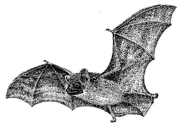 Bat Evening at The Bog Visitor Centre, The Bog, Stiperstones, Shrewsbury