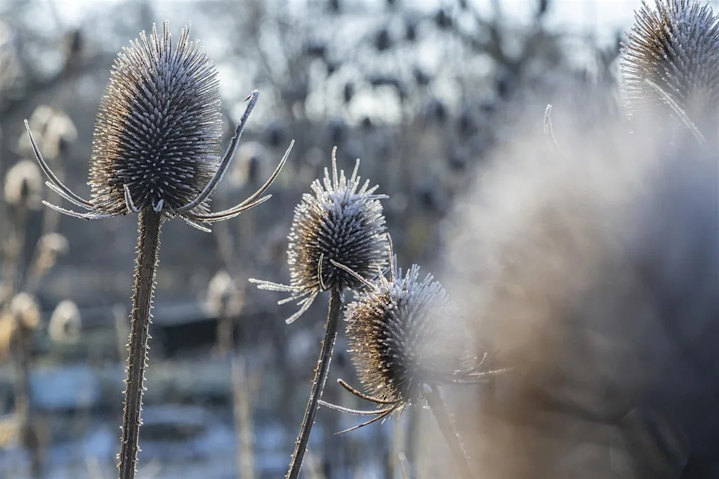 Winter British Sign Language Garden Tour - Royal Botanic Garden Edinburgh at Royal Botanic Garden Edinburgh