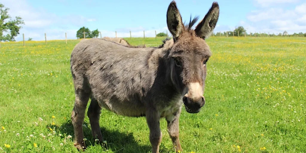 Visit The Scottish Donkey Sanctuary at The Scottish Donkey Sanctuary
