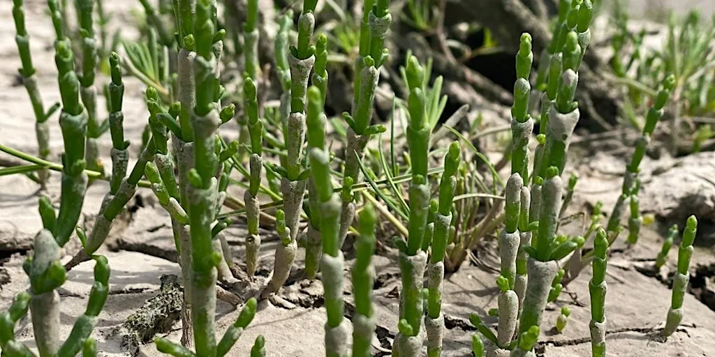 Coastal salt marsh foraging wander - North Wales at Flint Castle