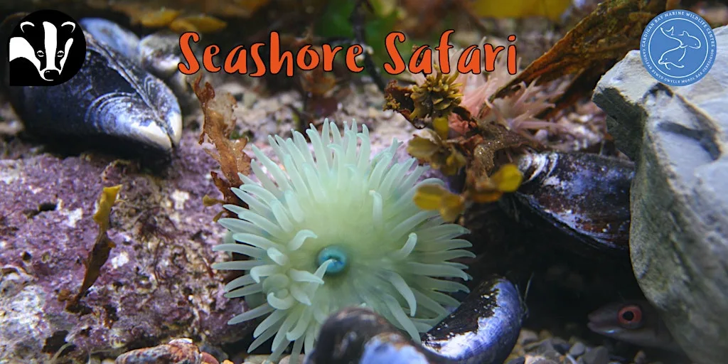Seashore Safari