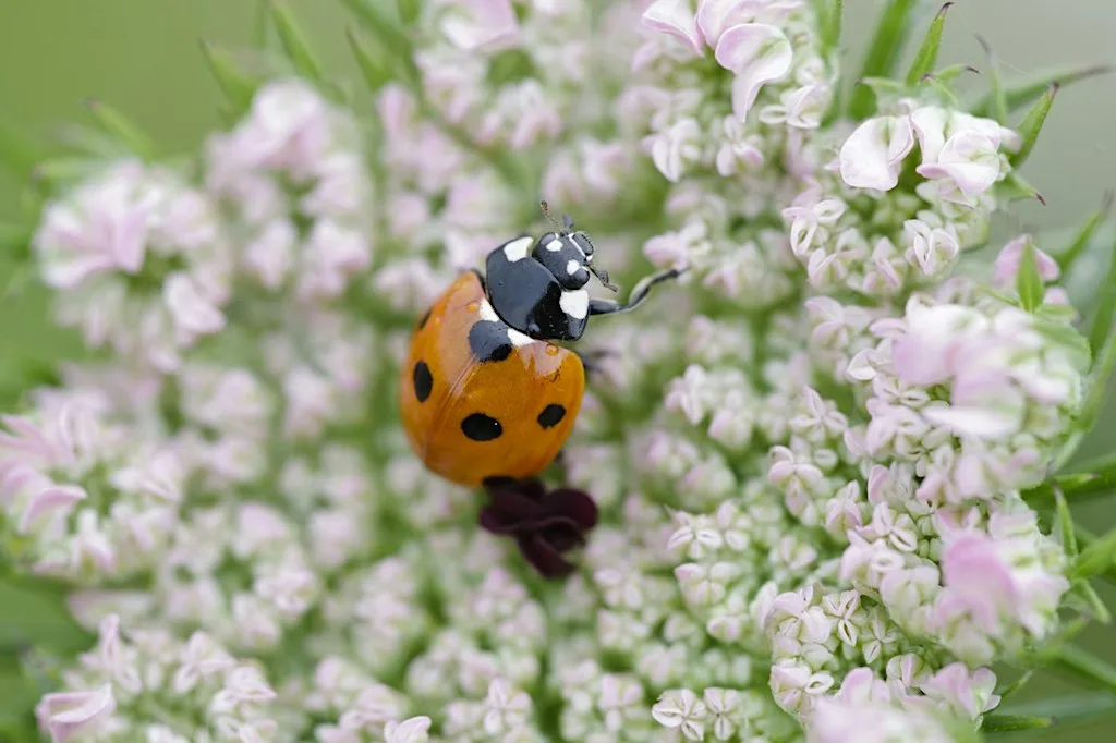 Guided Nature Walk for Campus Nature Challenge @ Bute Park at Bute Park Visitor Centre
