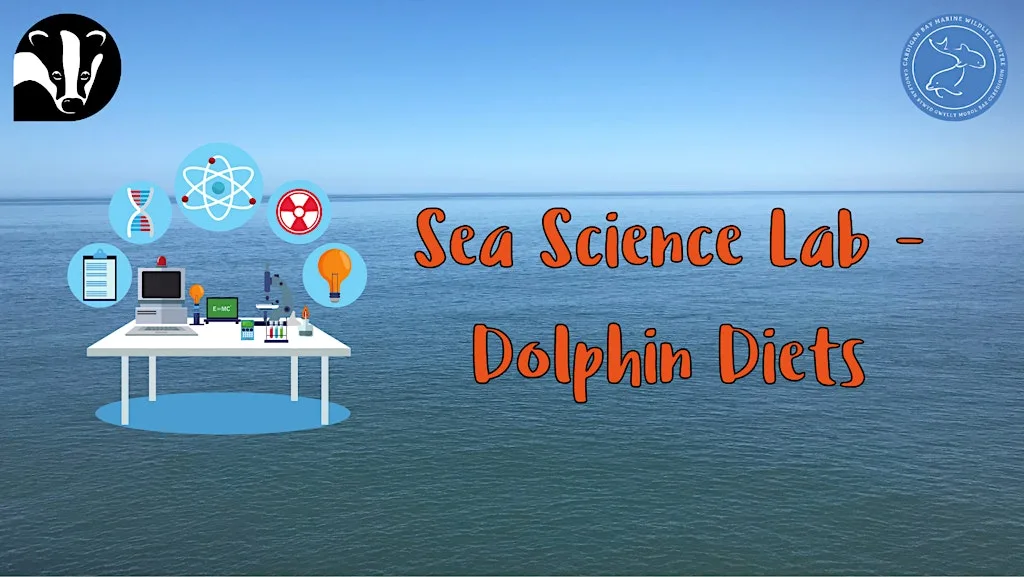 Sea Science Lab - Dolphin Diet Detective at Cardigan Bay Marine Wildlife Centre