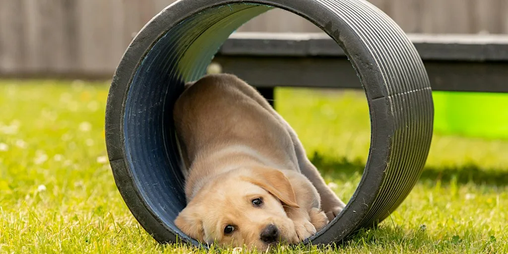 Guide Dogs - Classic Experience - National Centre (2026) at Guide Dogs National Breeding Centre