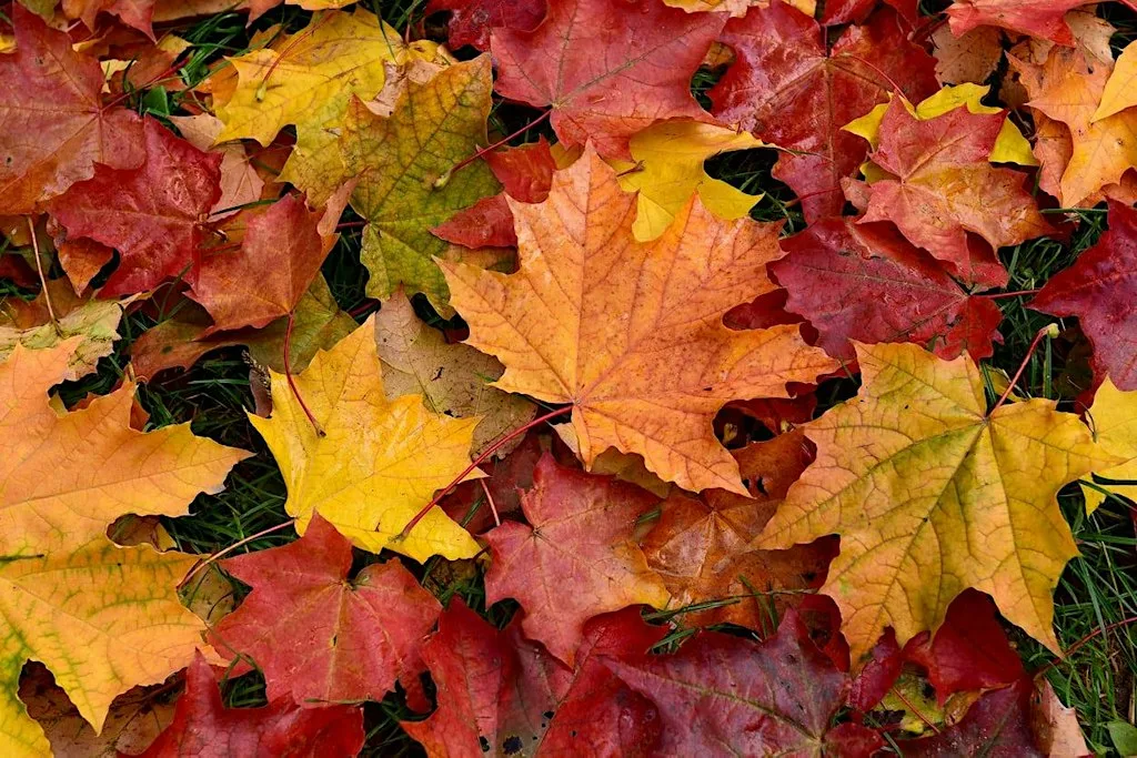 Wellesley Woodlands Signs of Autumn Walk at Wellington Statue Car Park