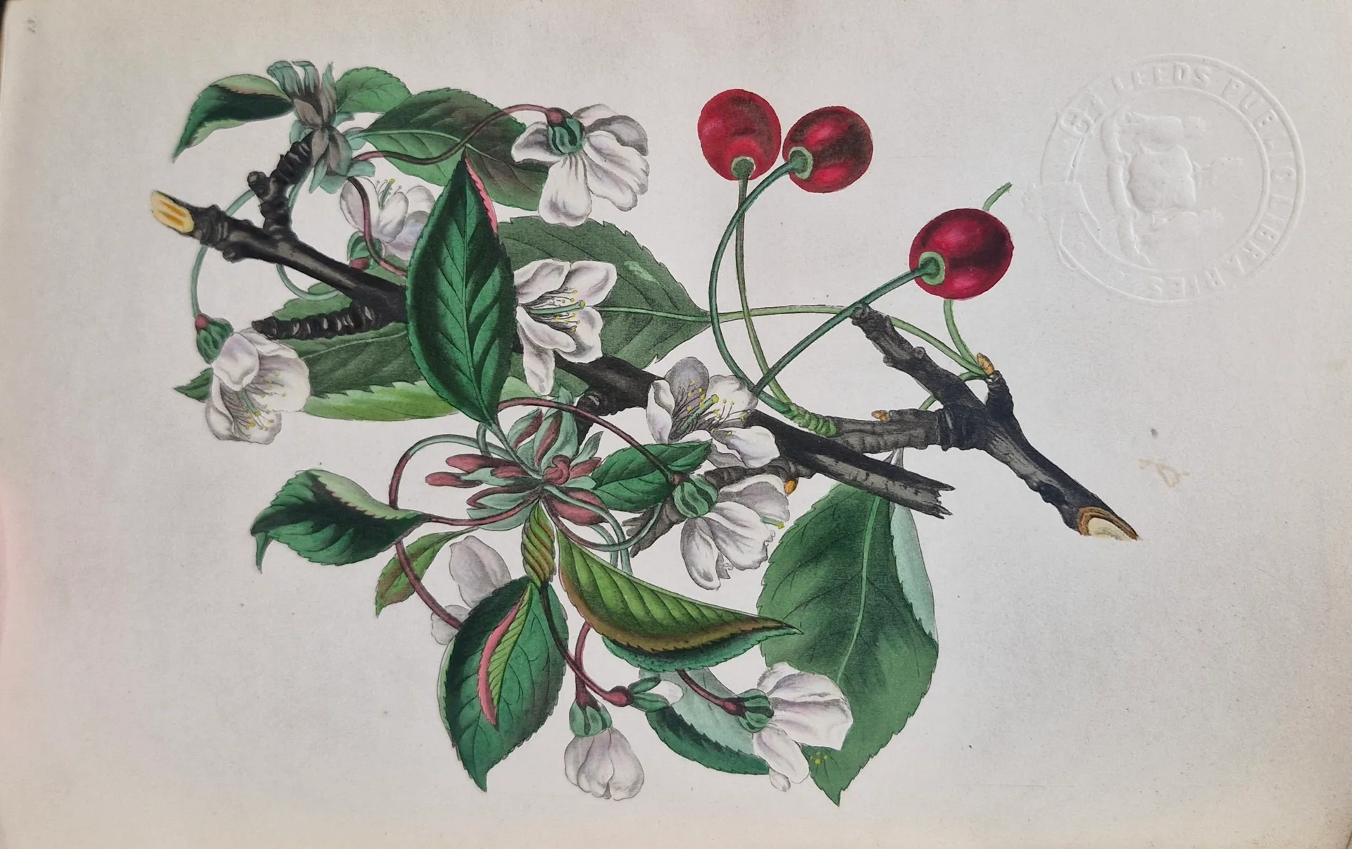 Sports & Leisure, Science & Nature: Treasures Showcase at Leeds Central Library