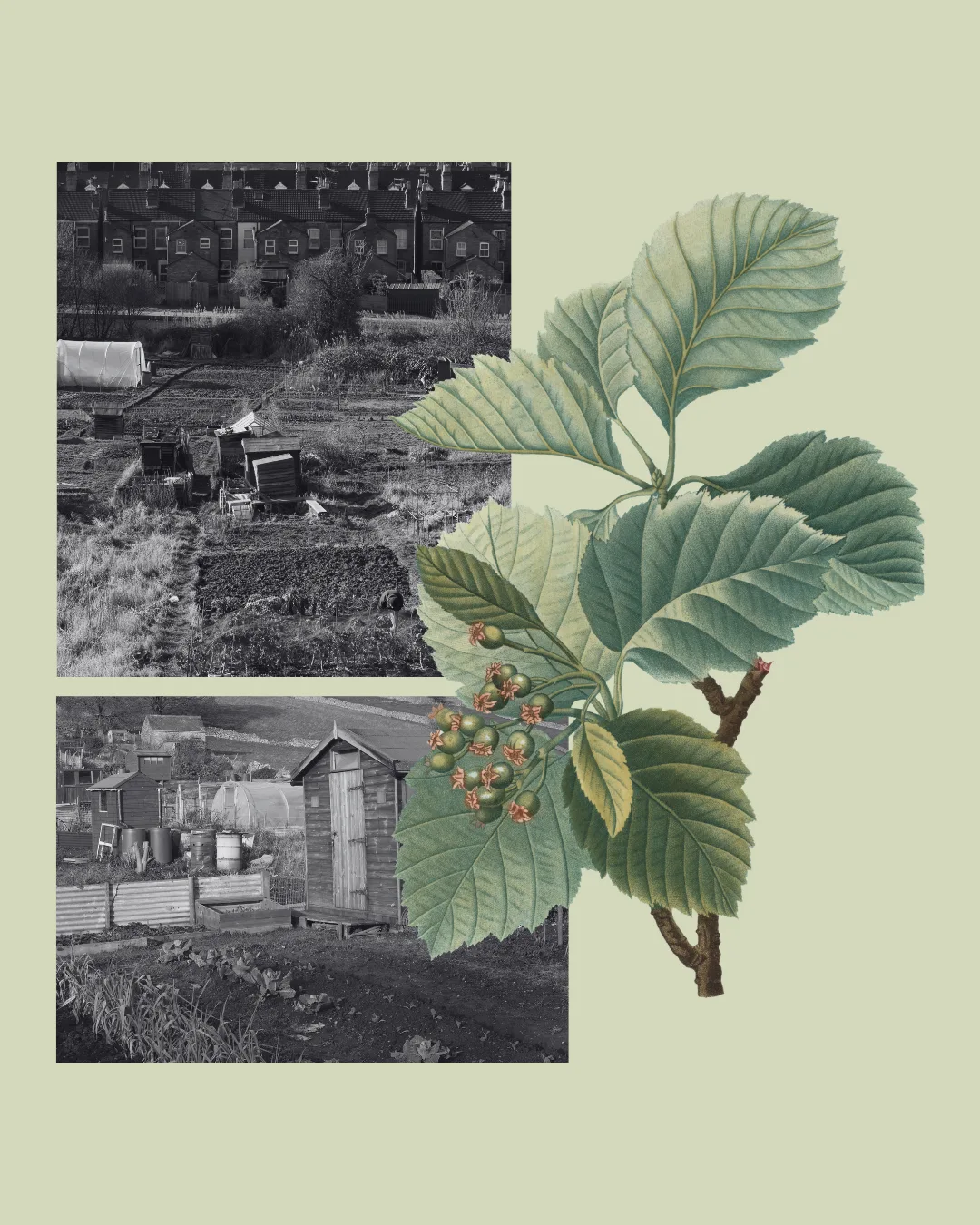 West Leeds in Bloom: A History of Gardens, Allotments and Food Growing with KVF at Bramley Baths