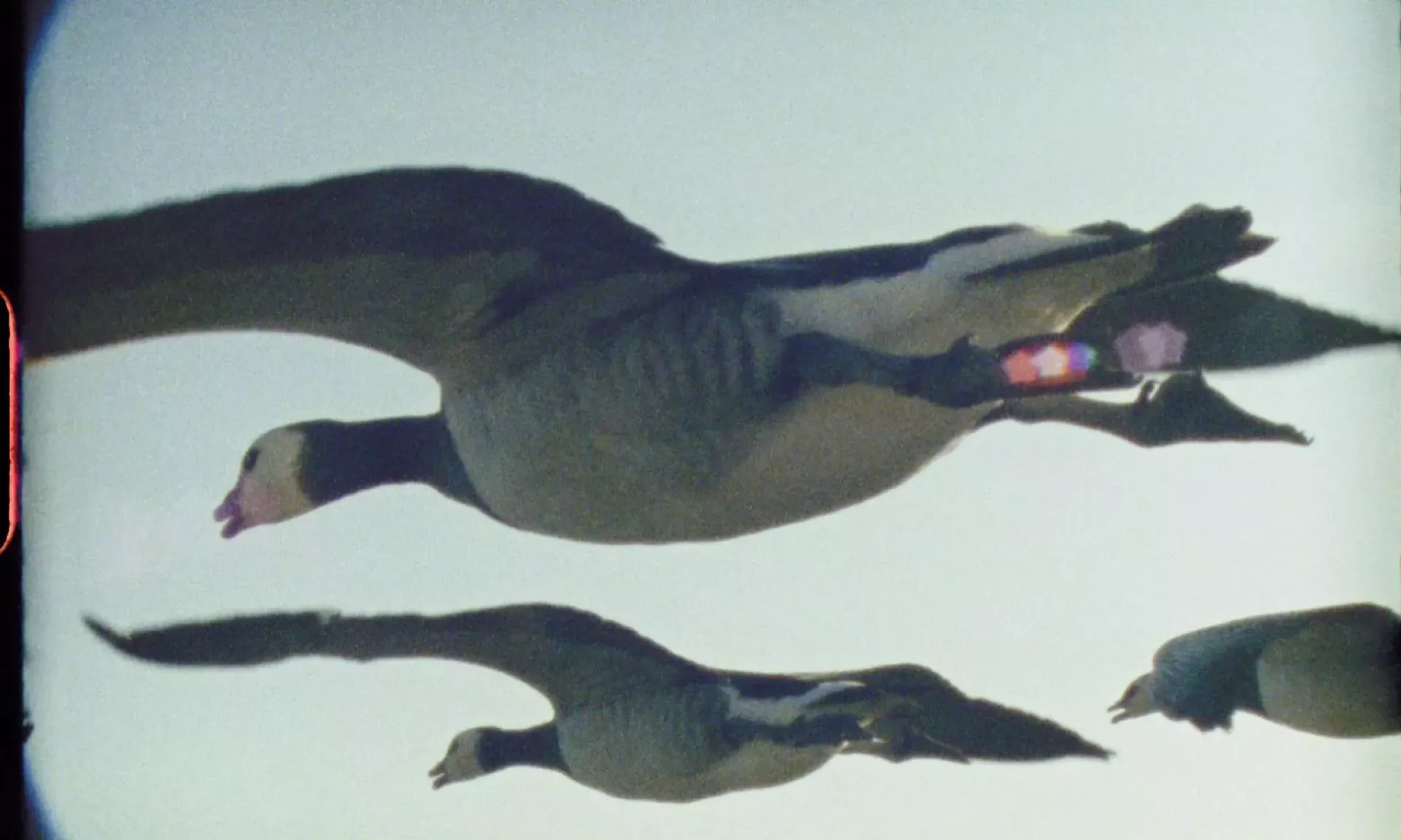 Super Nature (PG) at Hyde Park Picture House