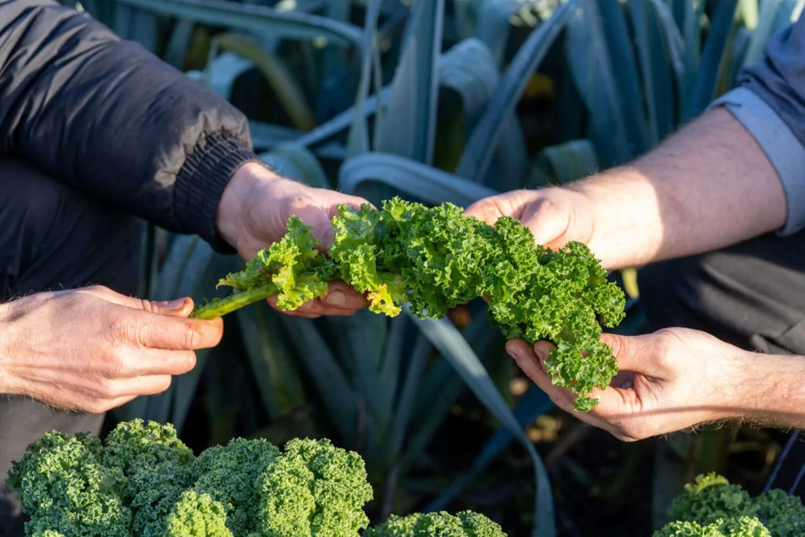 Seasonal Summer Cooking at Royal Botanic Garden Edinburgh