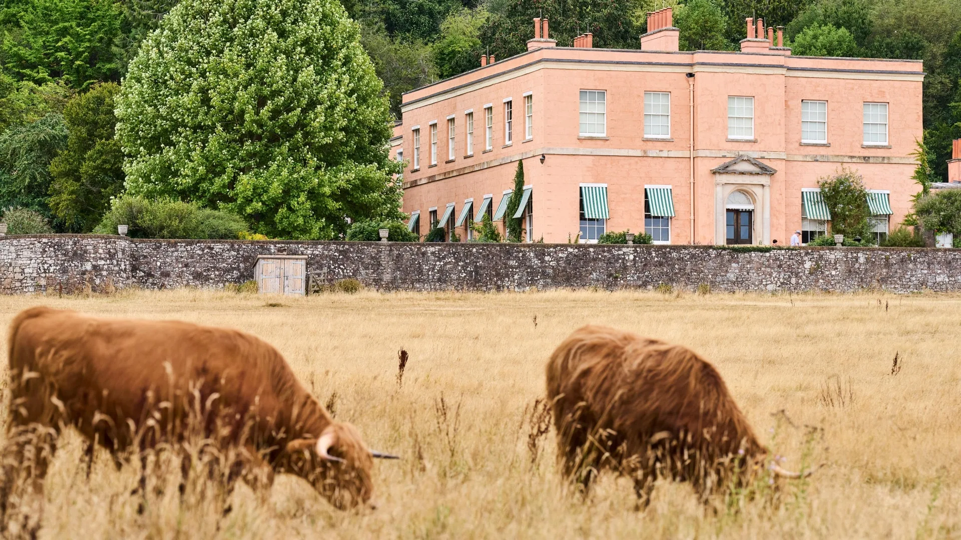 Killerton Harvest at Killerton