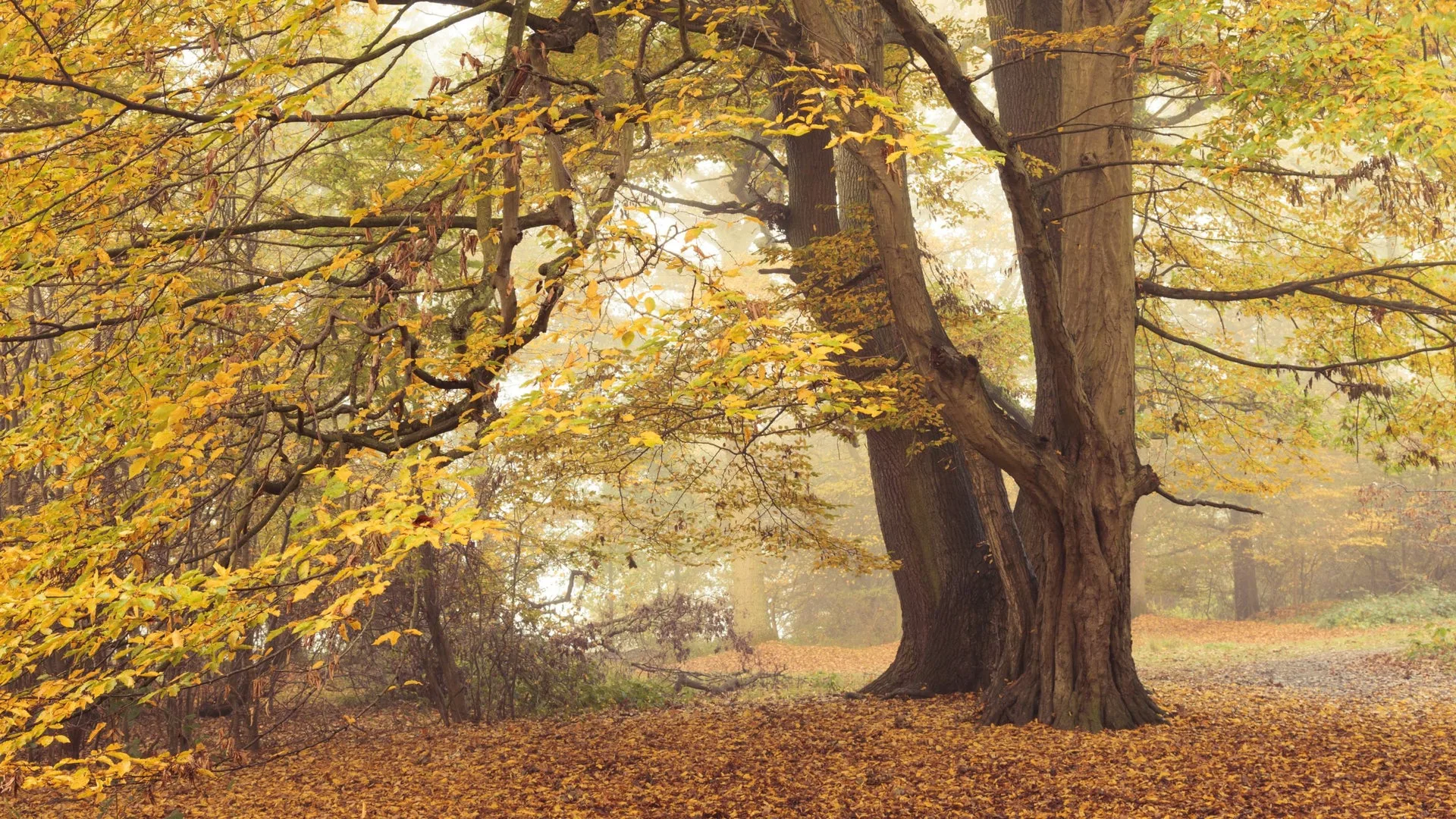 Creative writing for mindfulness