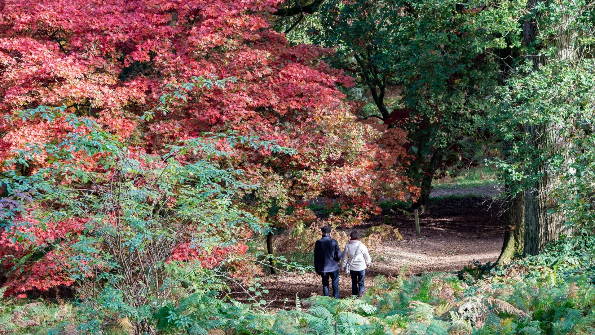 Forest Bathing at Winkworth Arboretum